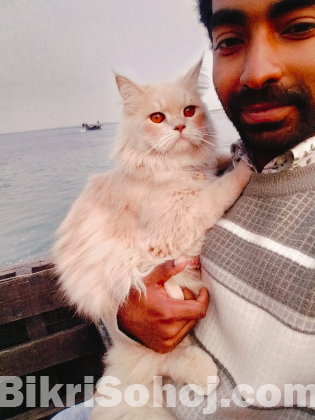 পার্সিয়ান বিড়াল